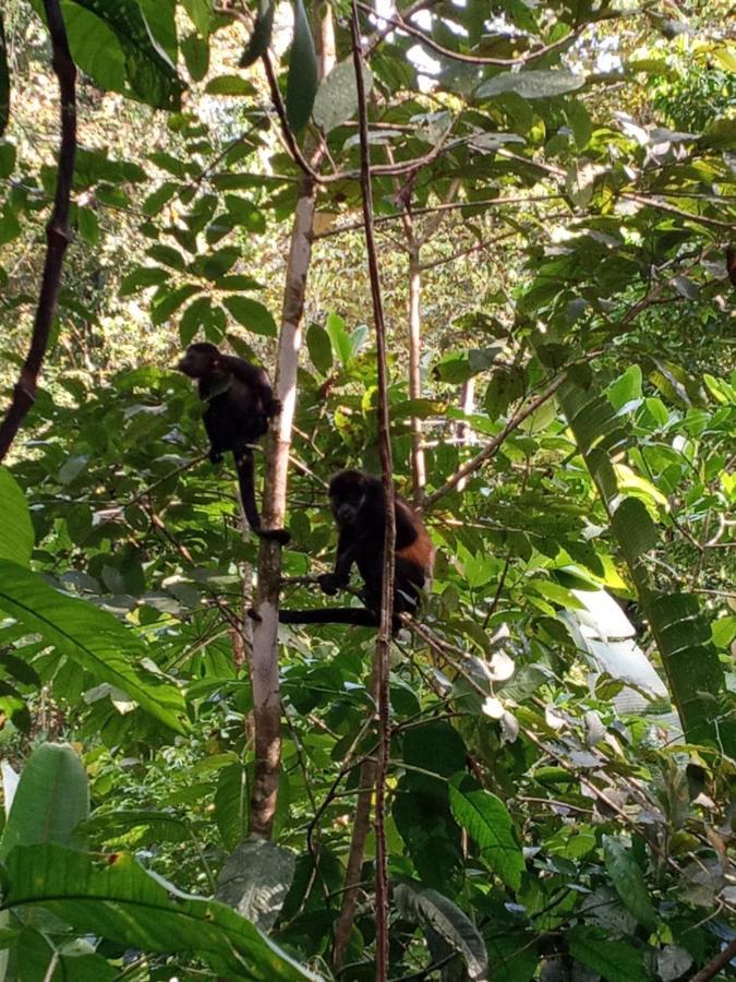 Jungle Paunch Villa Bocas Town Kültér fotó