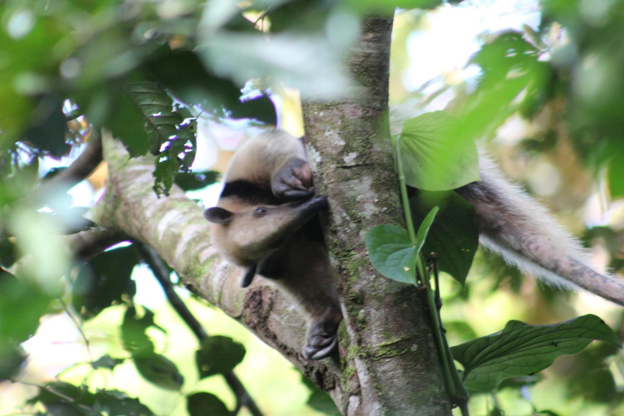 Jungle Paunch Villa Bocas Town Kültér fotó