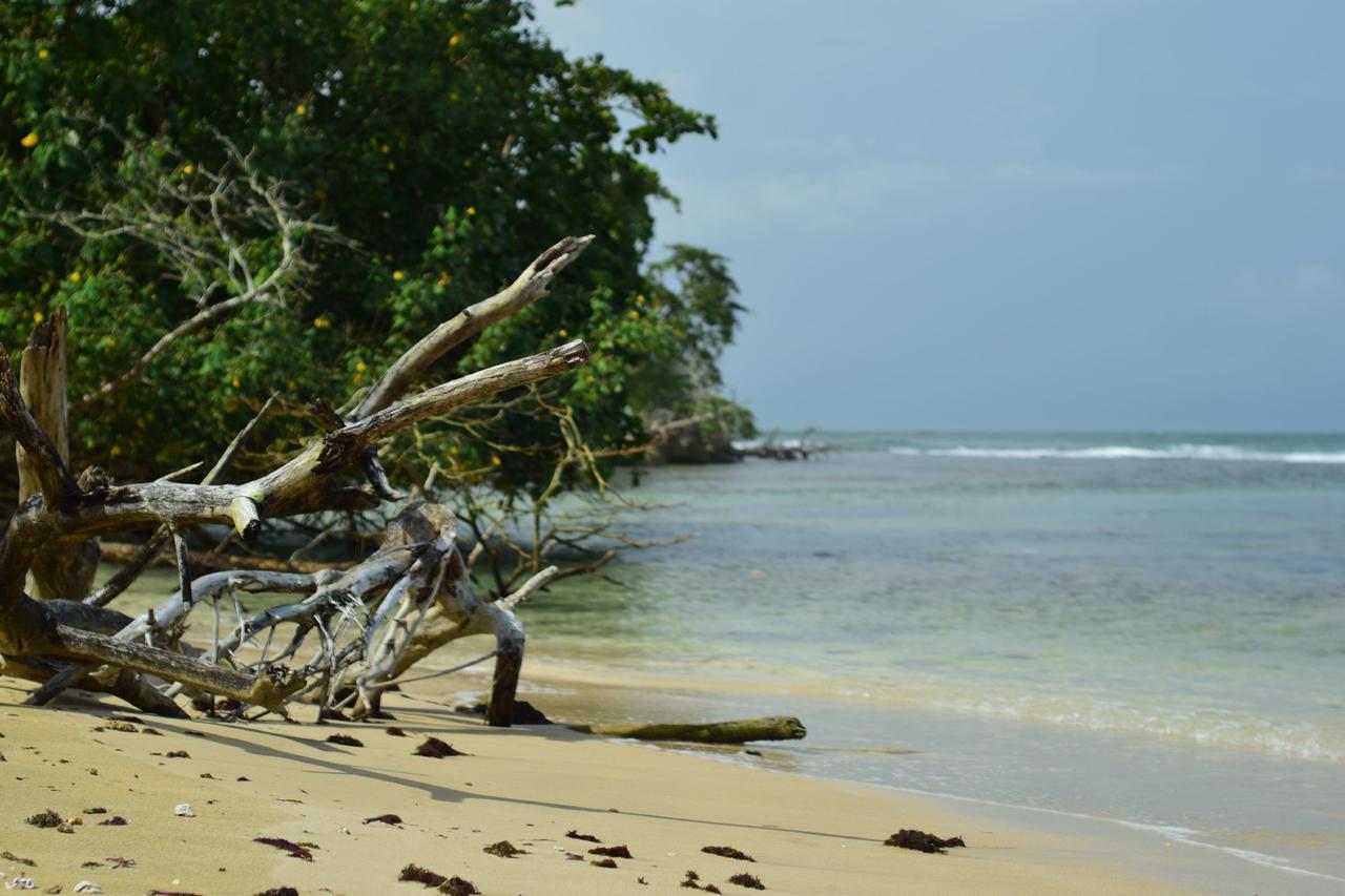 Jungle Paunch Villa Bocas Town Kültér fotó