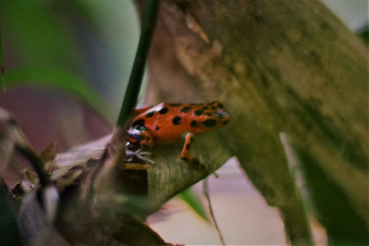 Jungle Paunch Villa Bocas Town Kültér fotó