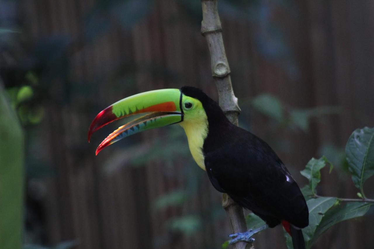 Jungle Paunch Villa Bocas Town Kültér fotó